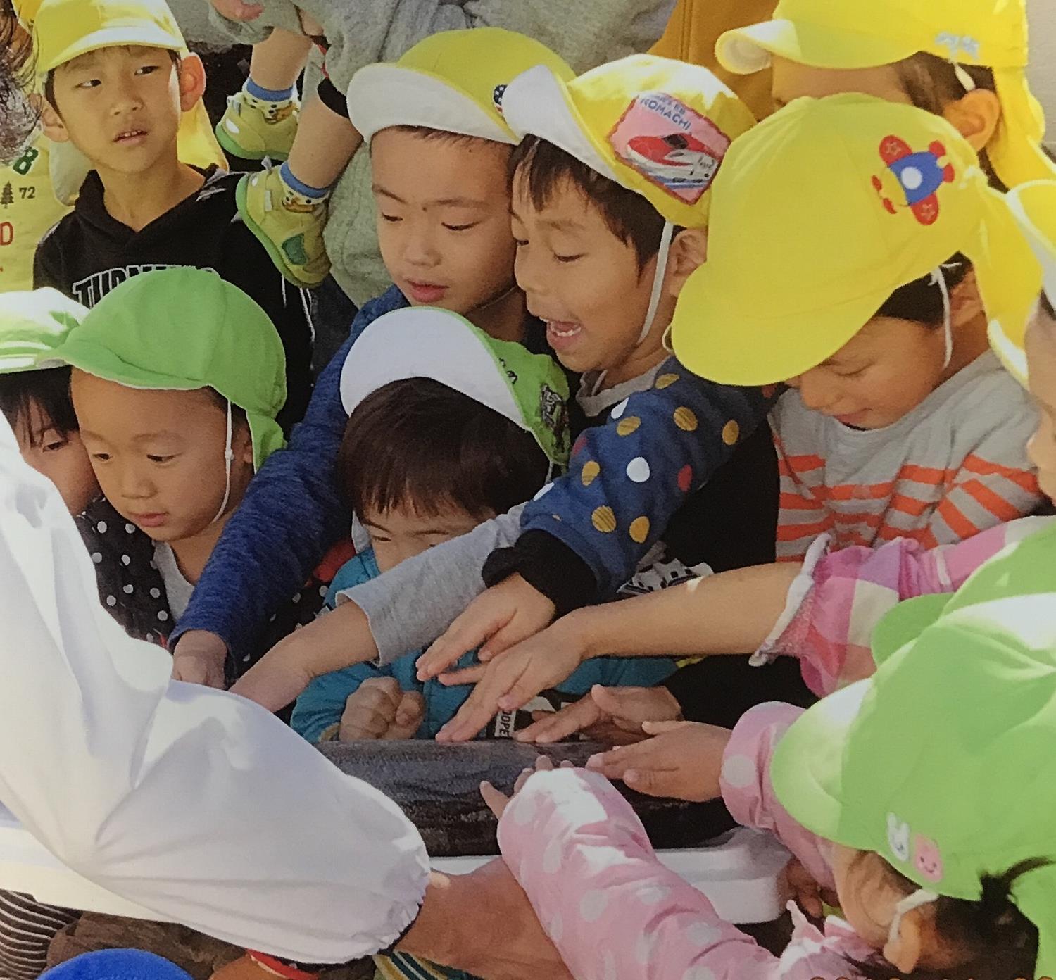 黄色や黄緑色の帽子をかぶった子供たちが魚を触っている写真
