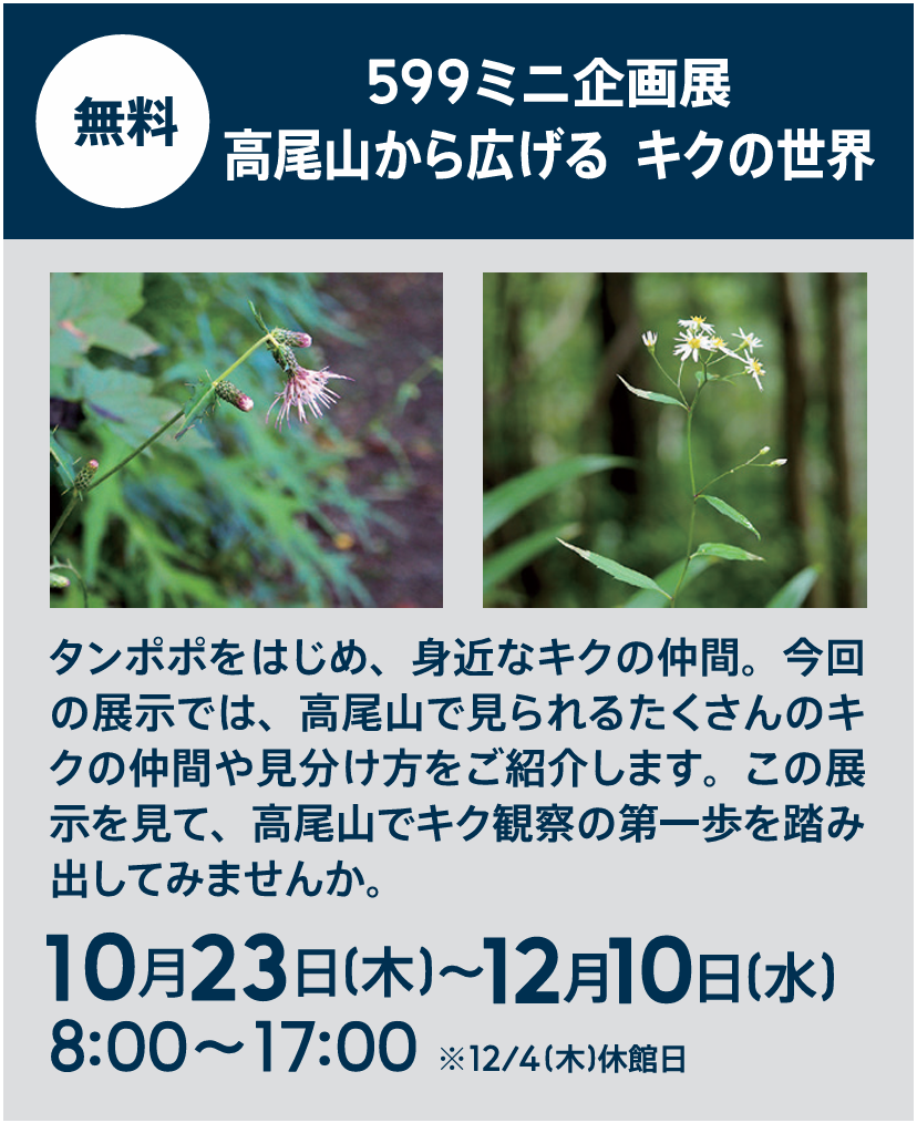 （イメージ）599ミニ企画展  高尾山から広げる  キクの世界
