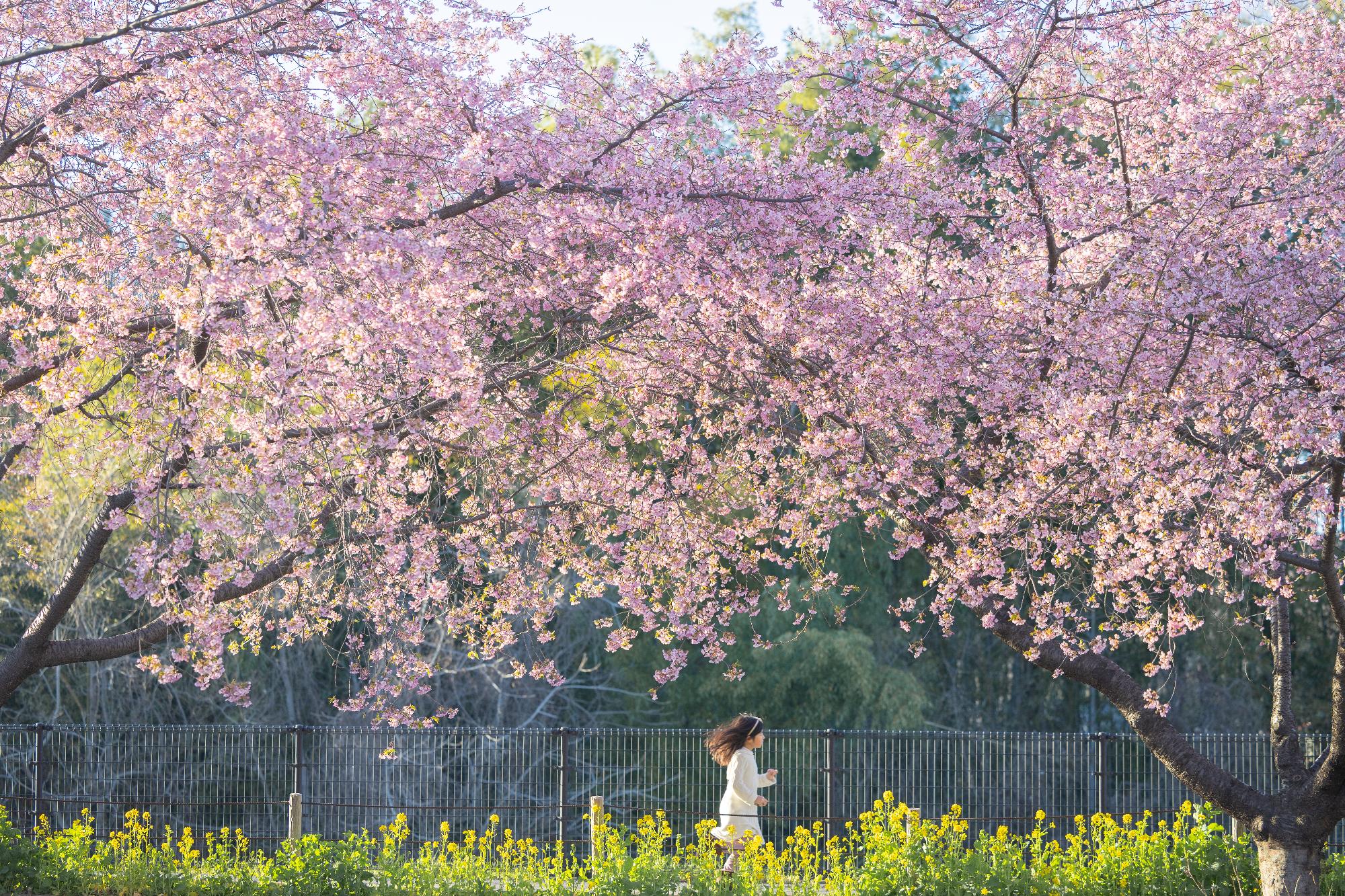 河津桜と菜の花