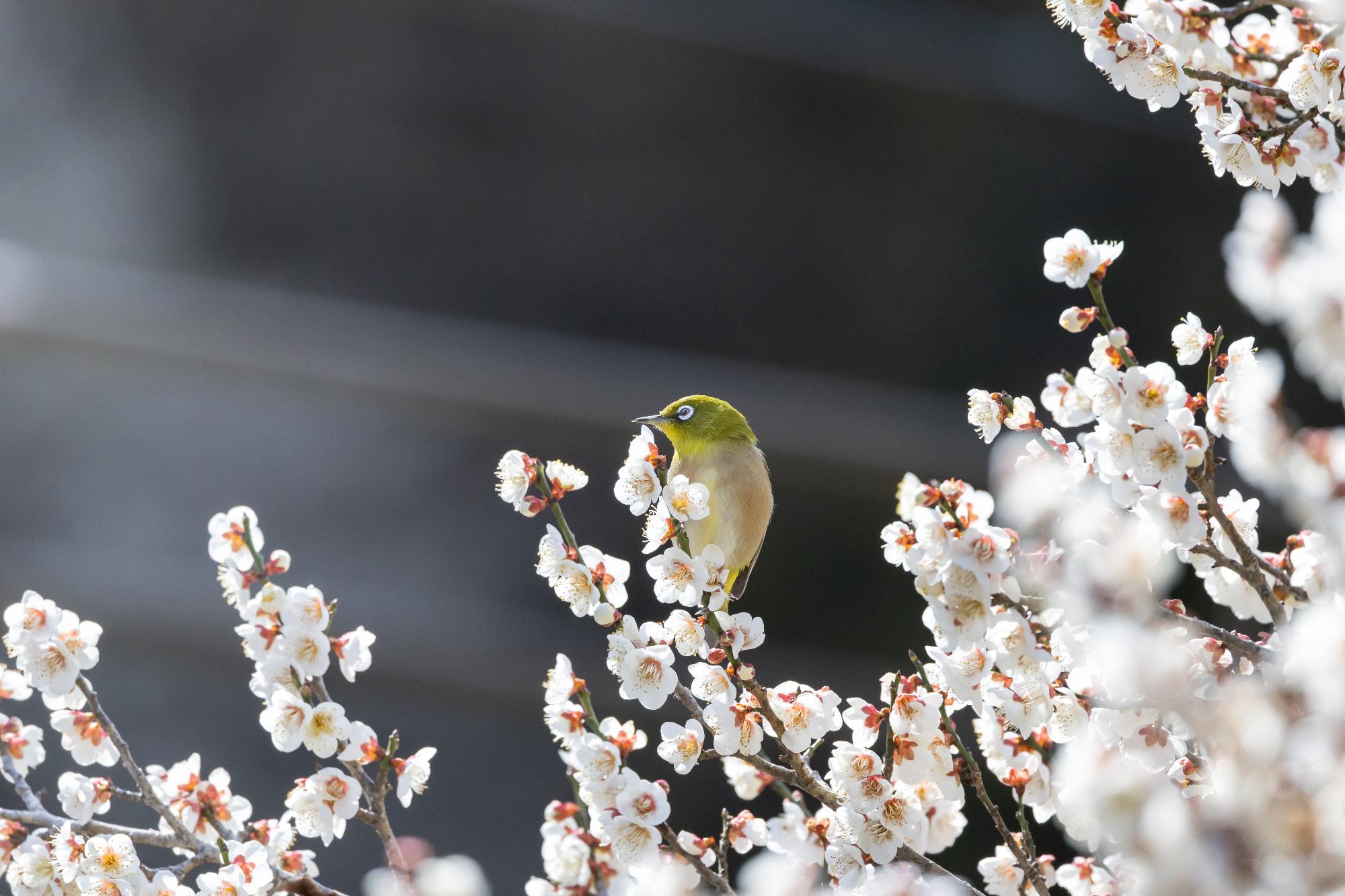 高尾梅郷梅まつり 白梅と遊ぶメジロ