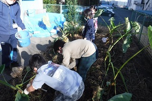 児童館の畑でサトイモの収穫をする子どもたちの写真